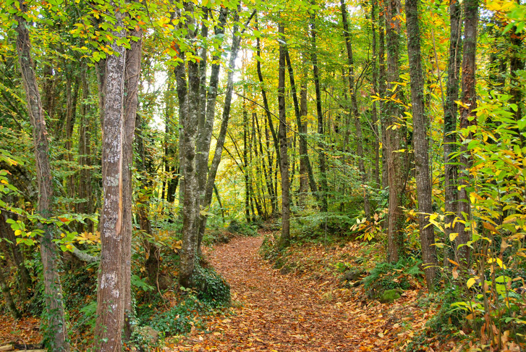 fageda d'en jorda